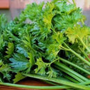 Photo:&nbsp;https://www.flipkart.com/vibex-vmr-221-light-green-chinese-celery-seeds-seed/p/itm465b94968ecc4?pid=PAEGGMJW6QV5GDVQ&amp;lid=LSTPAEGGMJW6QV5GDVQCKJF97&amp;marketplace=FLIPKART&amp;cmpid=content_plant-seed_8965229628_gmc; retrieved 16 May 2024 – 2.52pm AEST and edited using Canva.