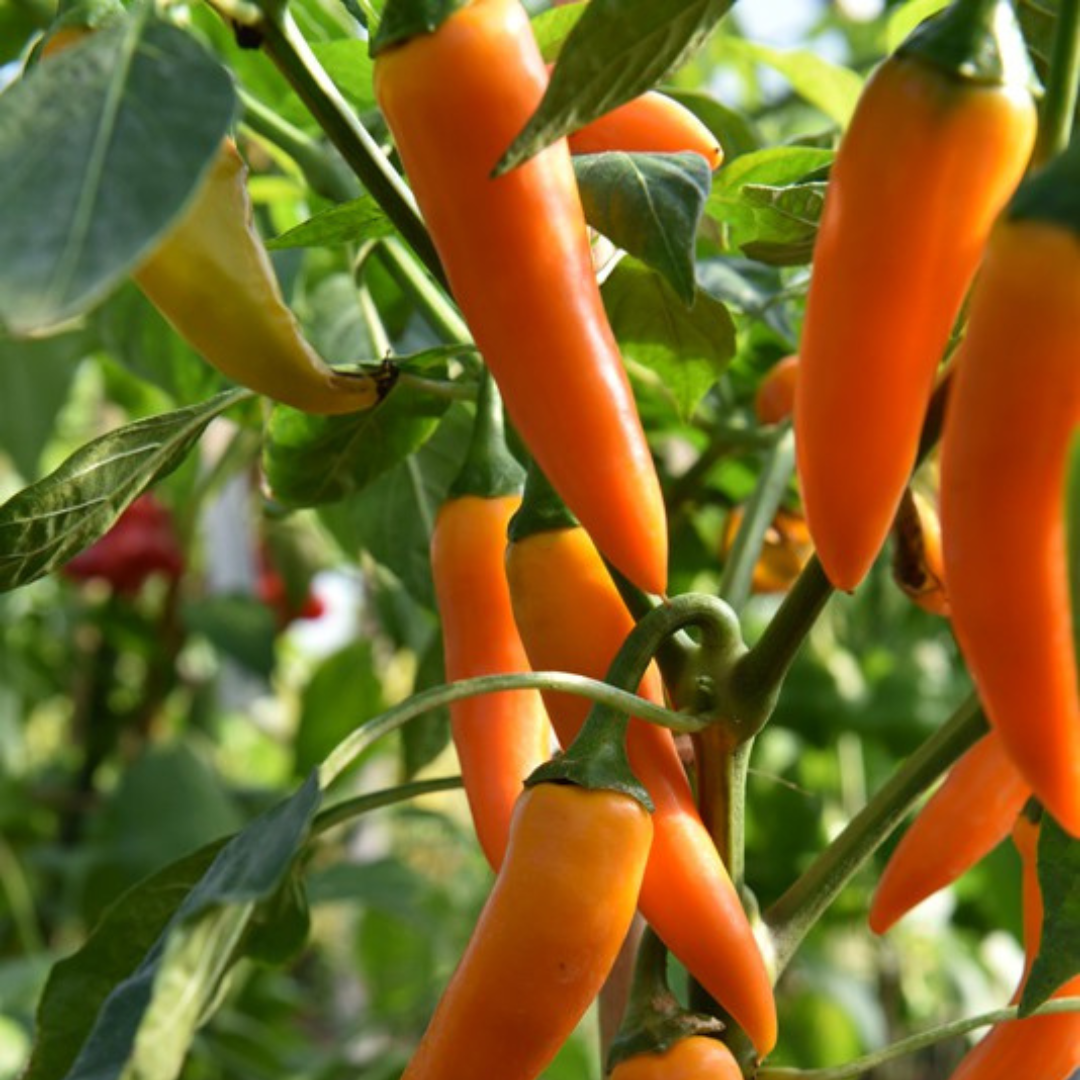 Chilli 'Bulgarian Carrot'-EDIBLES-10 seeds-Solar Plexus Chakra