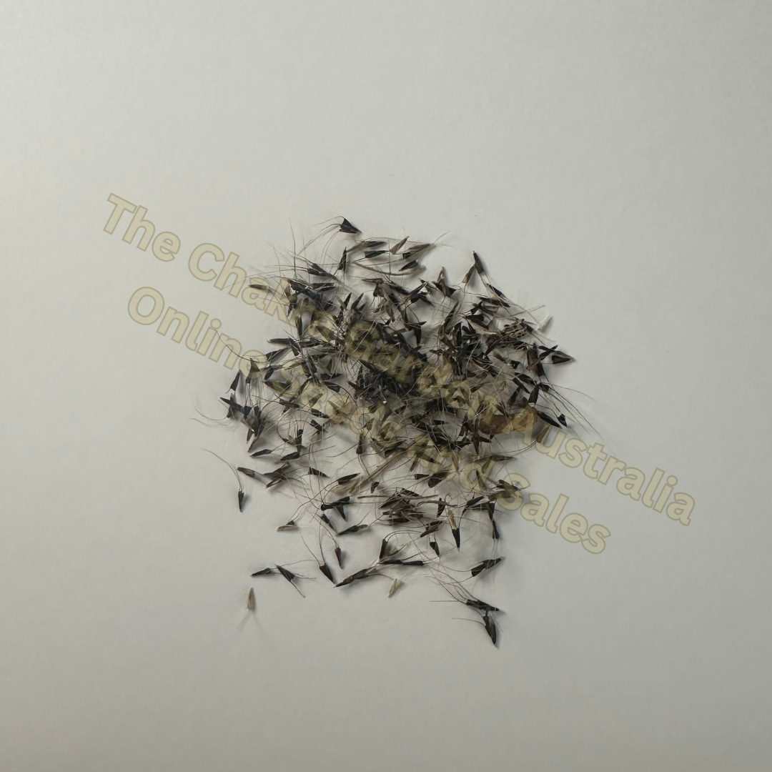 Chloris Truncata "Windmill Grass" Seeds