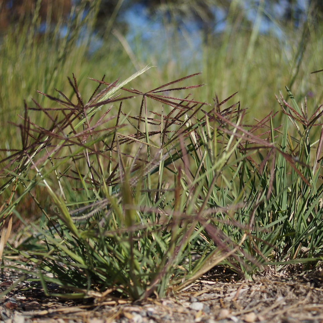 Chloris Truncata "Windmill Grass" Seeds