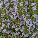 Thyme ‘Common Thyme’ - 200 Seeds - HERB Seeds - Crown Chakra