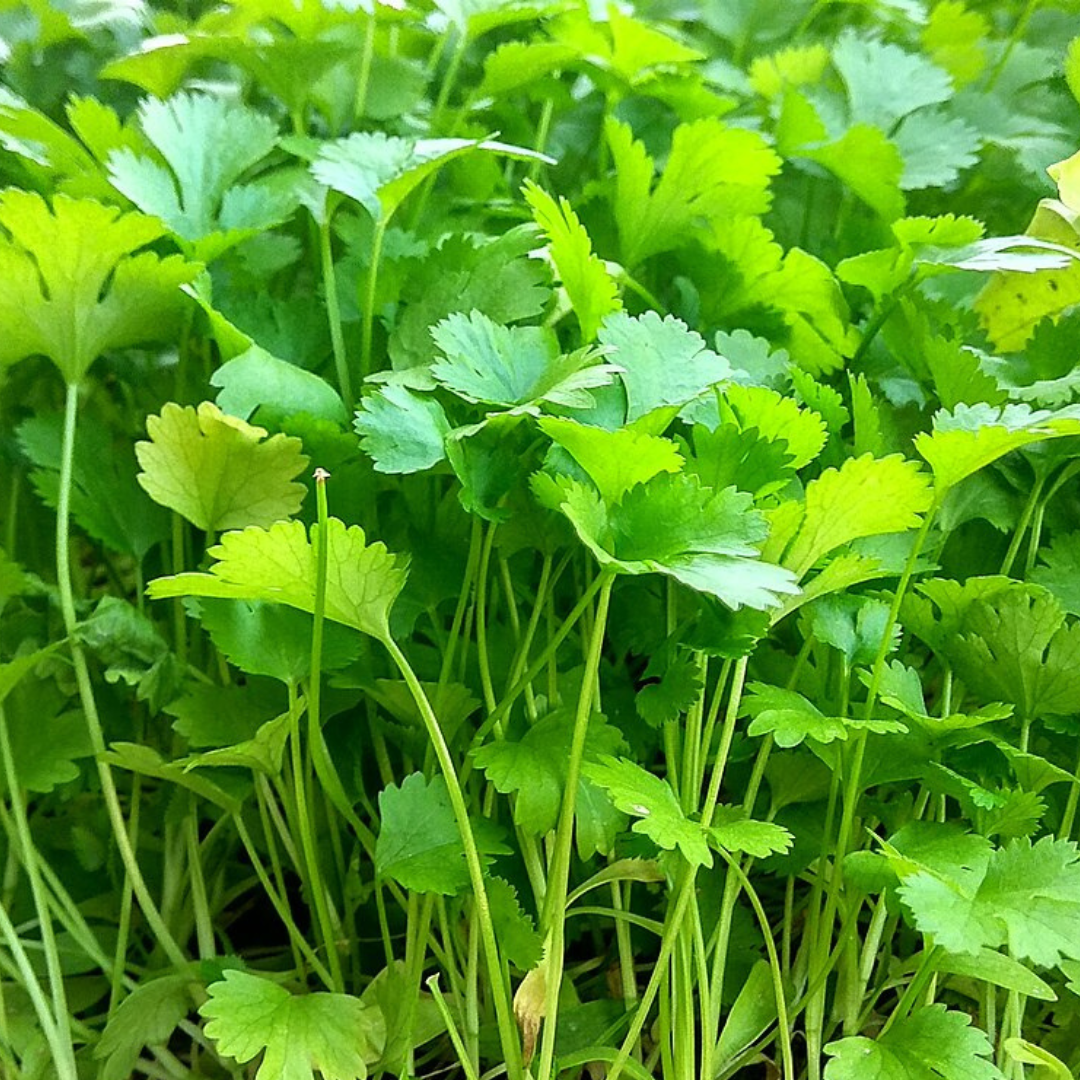 Coriander (Cilantro) 'Slow Bolting' - Vegetable - Sacral Chakra - 50 Seeds