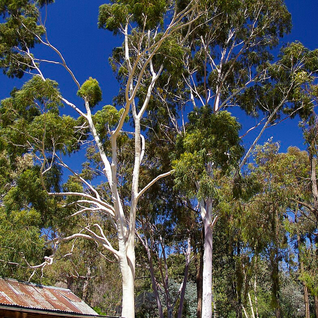 Corymbia citriodora "Lemon Scented Gum"-Therapeutic and Herbal-seeds