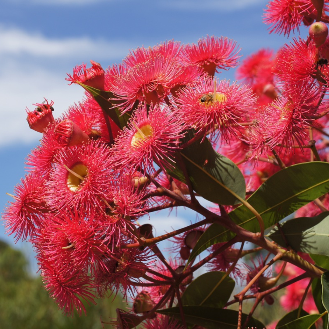 Corymbia Ficifolia "Red Flowering Gum" - (seeds and husk)-seeds