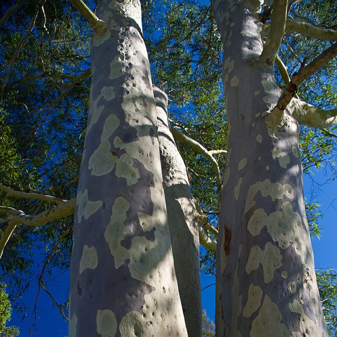 Corymbia Maculata-'Spotted Gum'-25 seeds AND husk