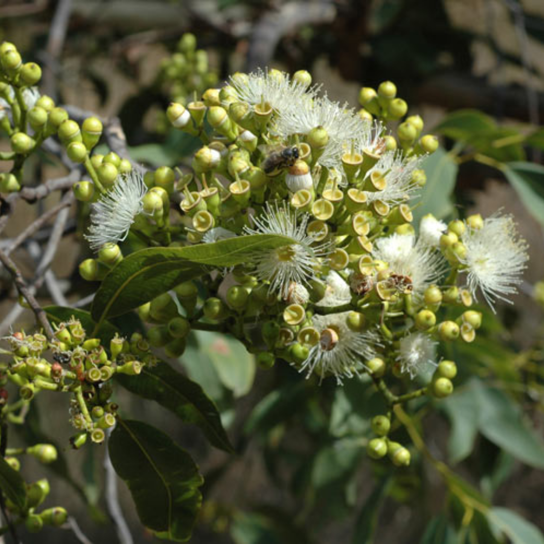 Corymbia Torelliana 'Cadaghi'-TREE-seeds