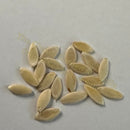 Photo of seeds: - June Parkin; Location: Sydney NSW, Australia; Date: 6JAN2024