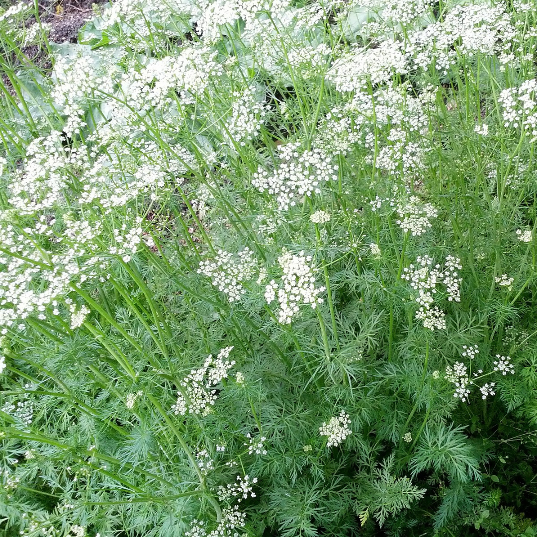 Cumin - HERBS - Solar Plexus Chakra - 100 Seeds