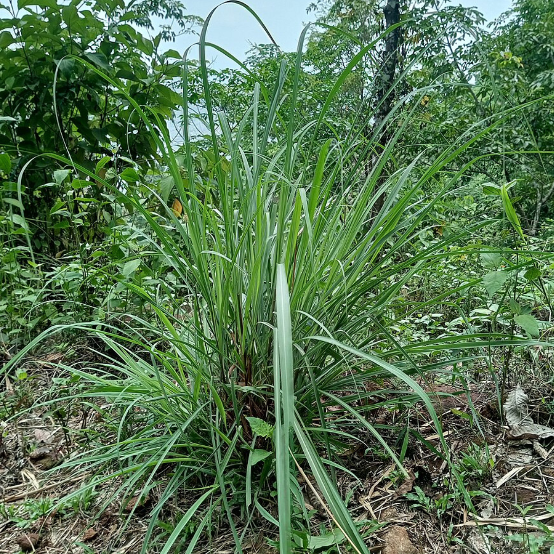 Cymbopogon Flexuosus 'Lemongrass'-Herbs-Throat Chakra-seeds The Chakra Garden