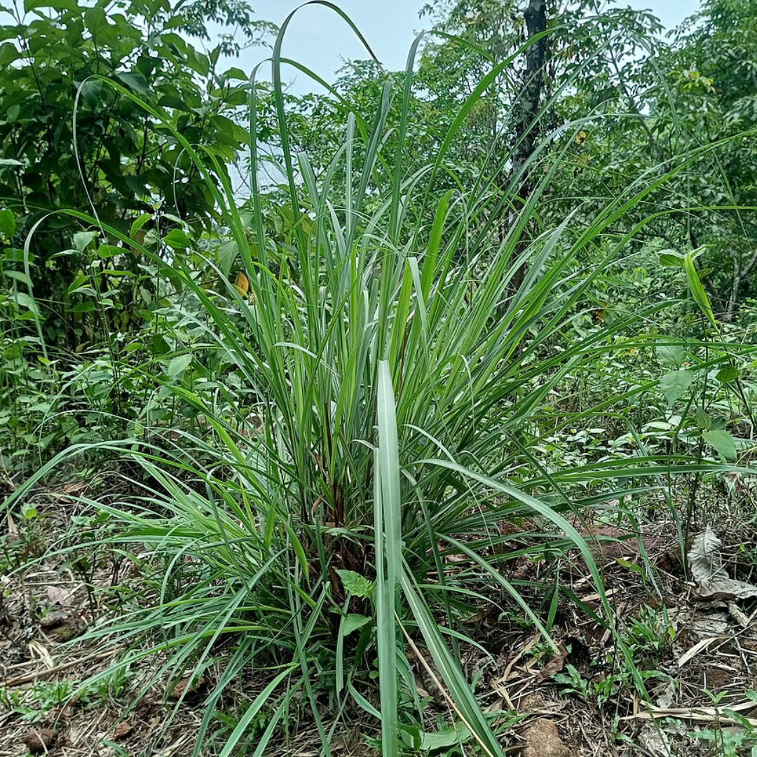 Cymbopogon Flexuosus 'Lemongrass'-Herbs-Throat Chakra-seeds