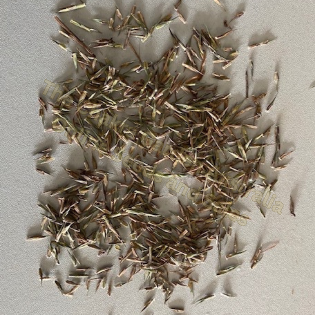 Cymbopogon refractus 'Barbed Wire Grass'-seeds