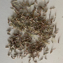 Photo of seeds: - June Parkin; Location: Sydney NSW, Australia; Date: 6OCT2023