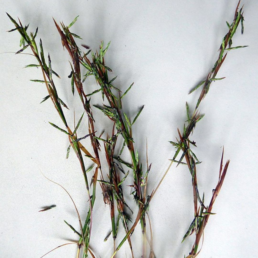 Cymbopogon refractus 'Barbed Wire Grass'-seeds