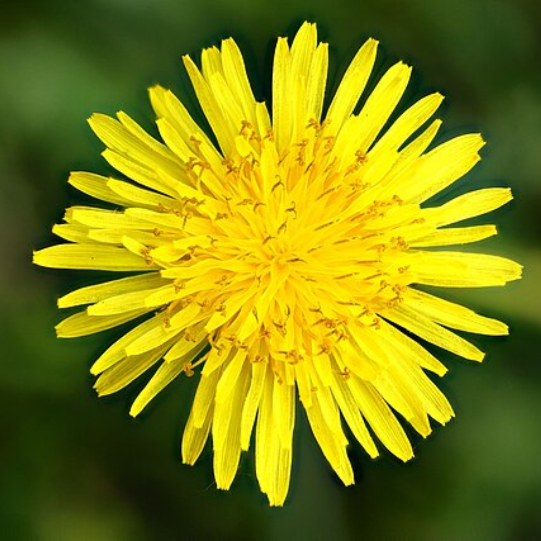 Dandelion Seeds-EDIBLES-100 seeds-Solar Plexus Chakra