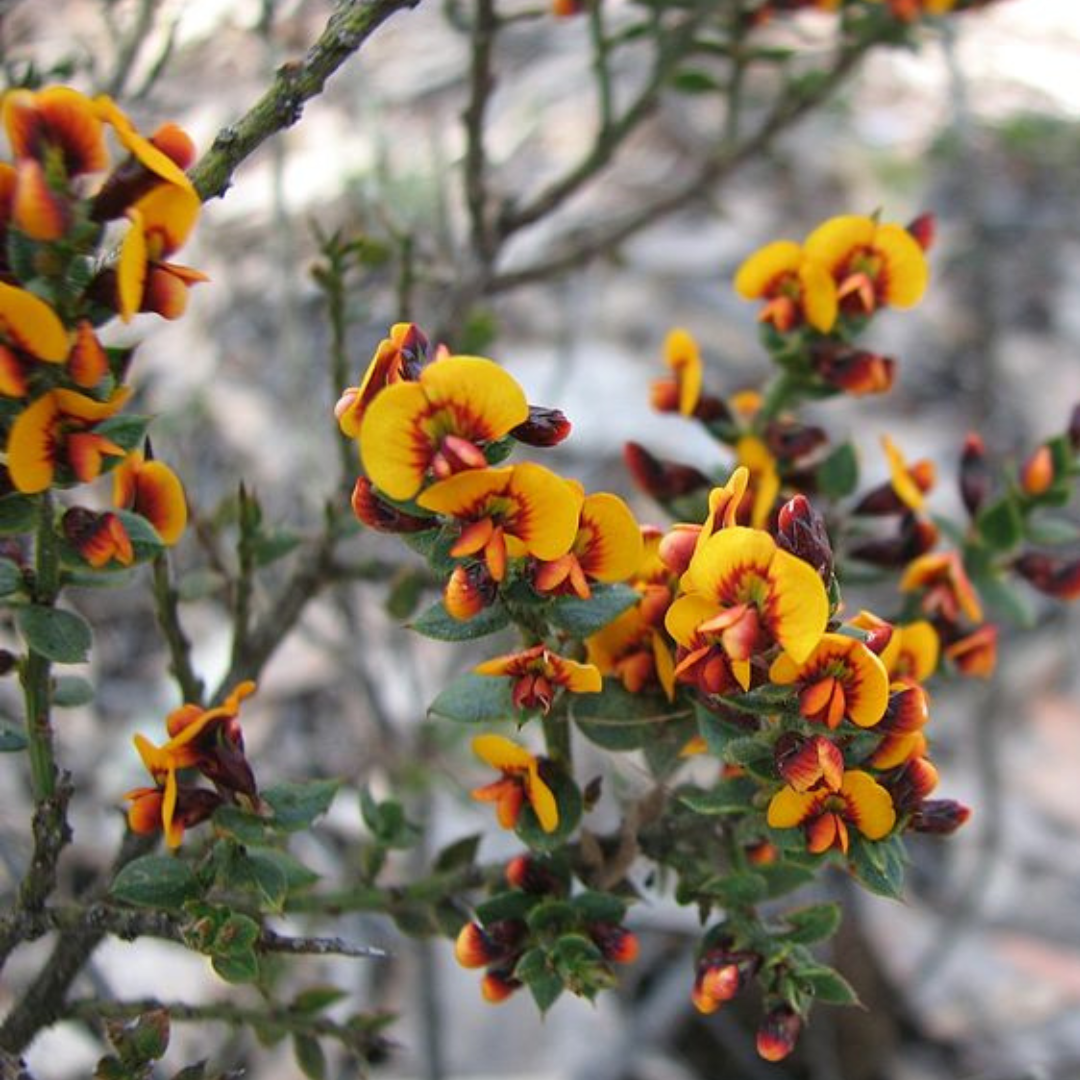 Daviesia Ulicifolia 'Gorse Bitter Pea'-OTHER-seeds