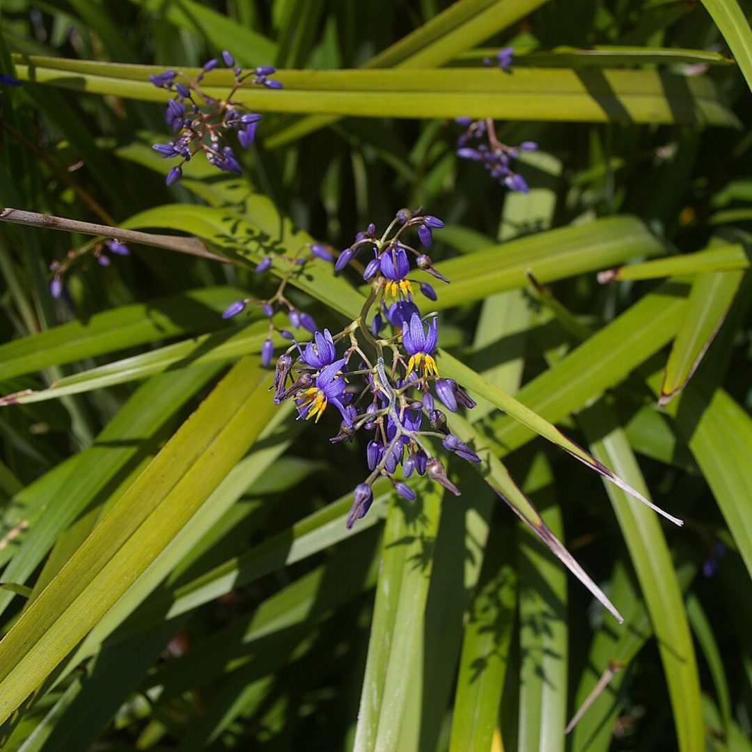 Dianella Caerulea 'Paroo Lily'-EDIBLES-seeds The Chakra Garden