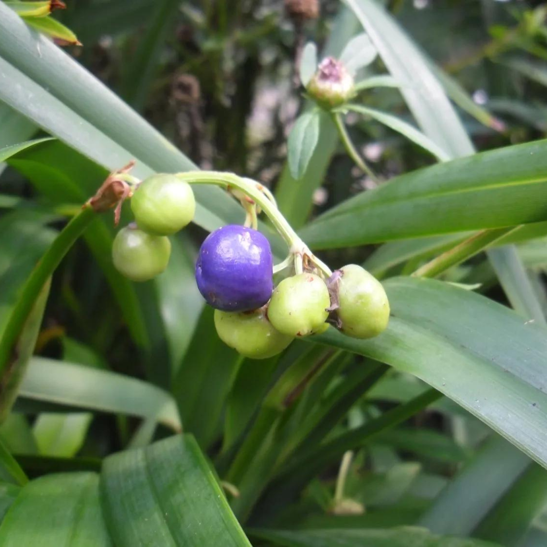 Dianella congesta "Beach Flax Lily"-EDIBLES-seeds