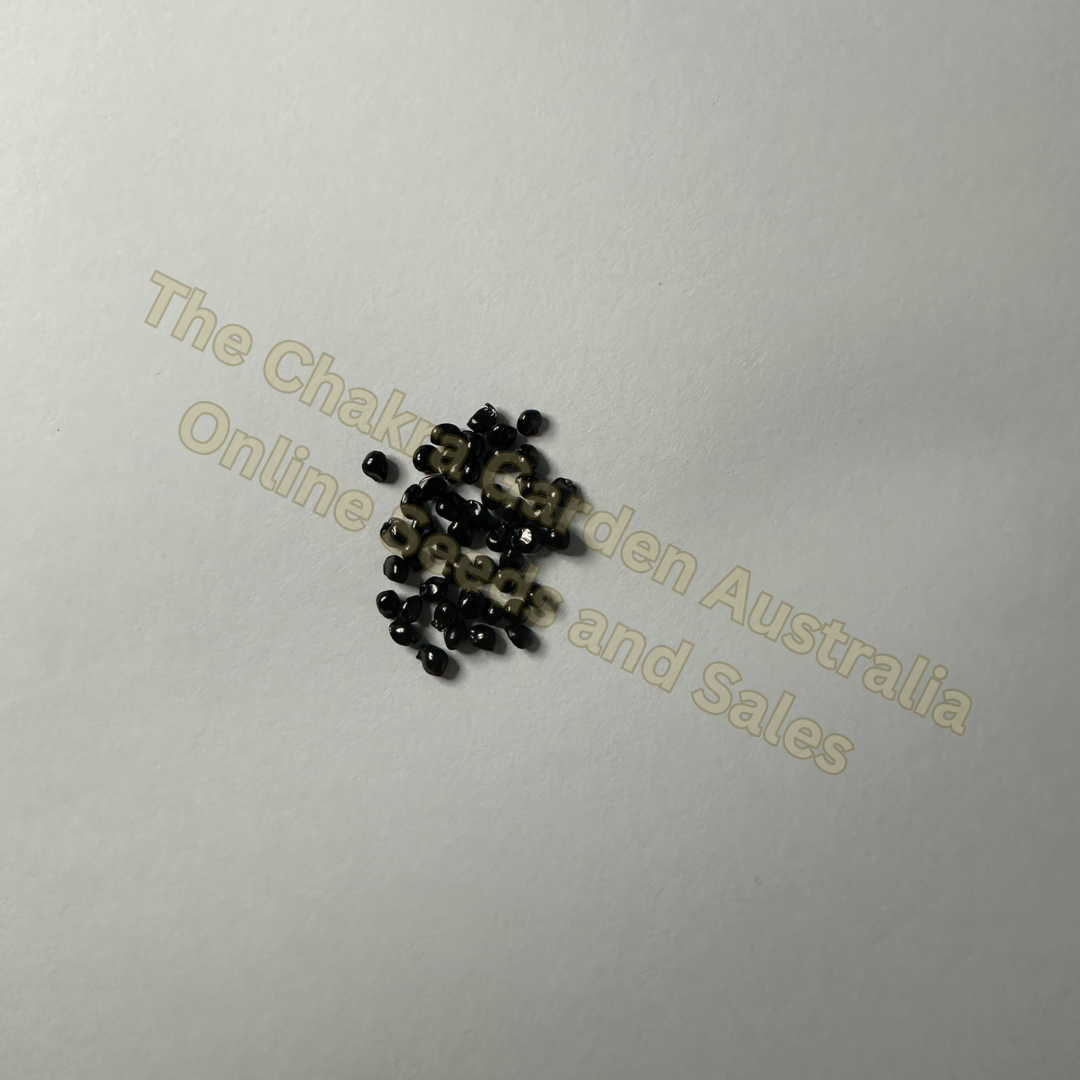 Photo of seeds: - June Parkin; Location: Sydney NSW, Australia; Date: 9MAY2023