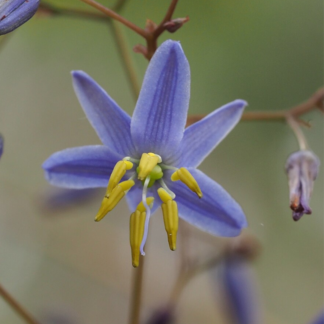 Photo of flower: Geoff Derrin, CC BY-SA 4.0 <https: creativecommons.org="" licenses="" by-sa="" 4.0="">, via Wikimedia Commons; retrieved 21 May 2024 –10.40am AEST and edited using Canva.</https:>