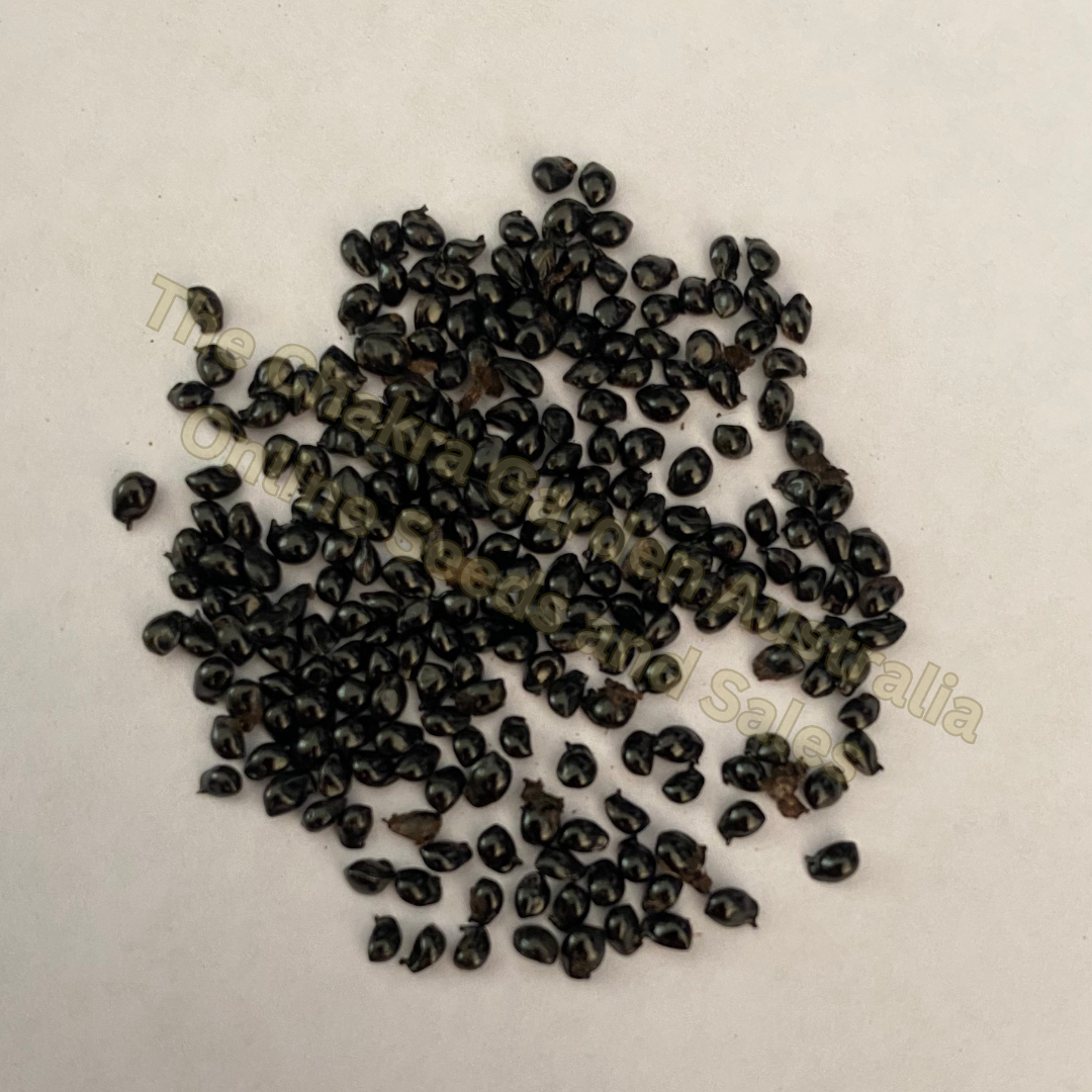 Photo of seeds: - June Parkin; Location: Sydney NSW, Australia; Date: 6OCT2023