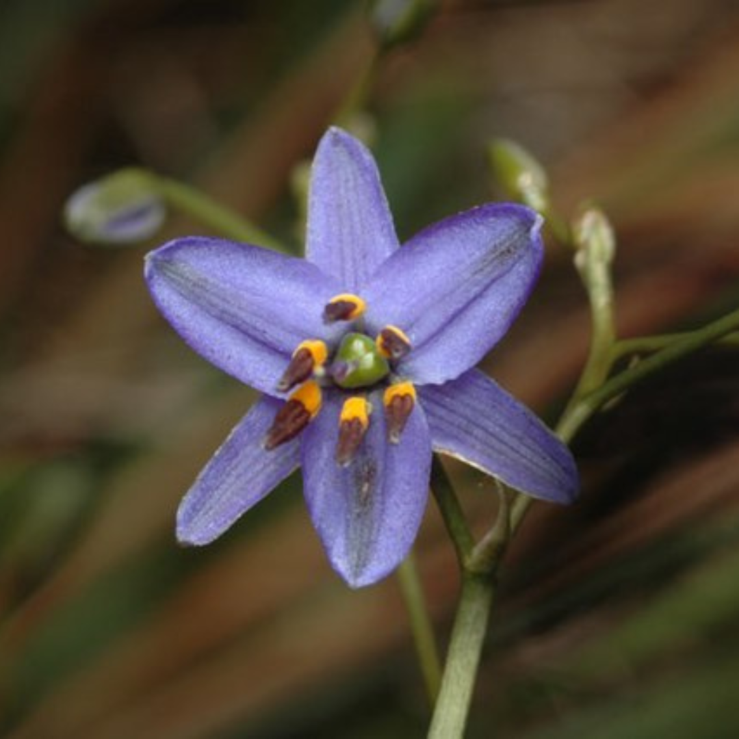 Dianella Revoluta  "Blue Flax-lily" - BUSH TUCKA - Seeds