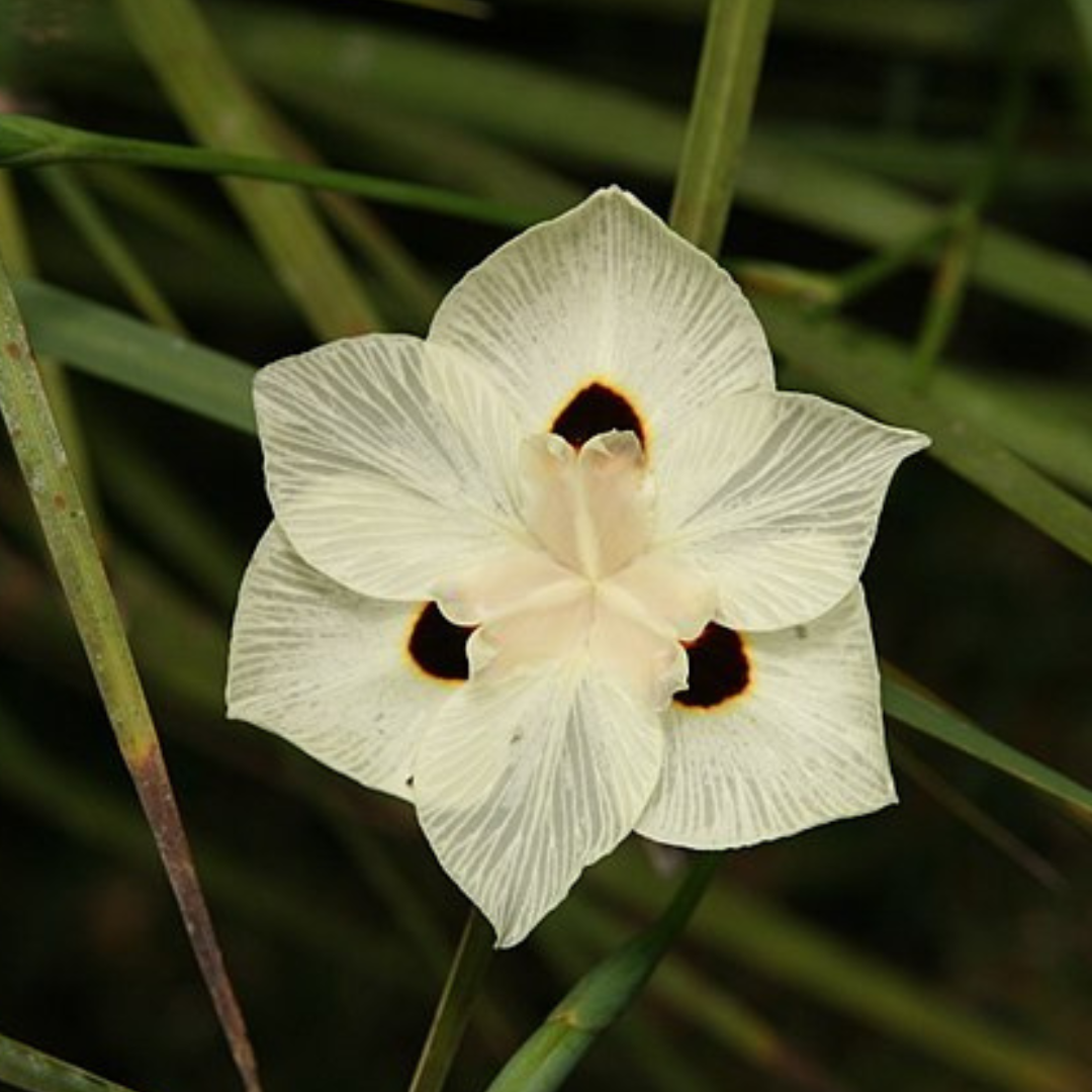 Dietes Bicolor "African Iris"-Seeds