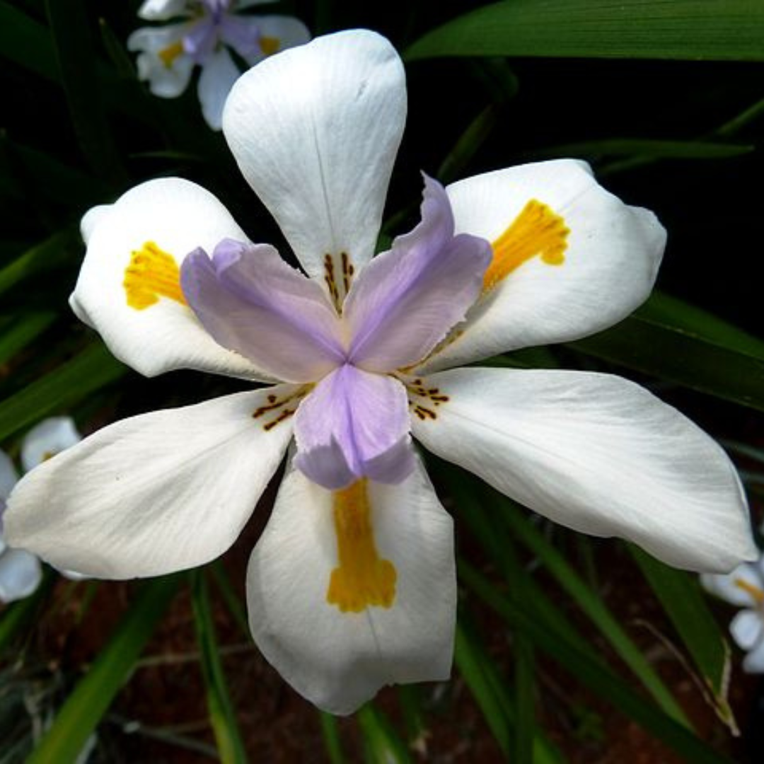 Dietes Grandiflora-'Wild Iris'-seeds