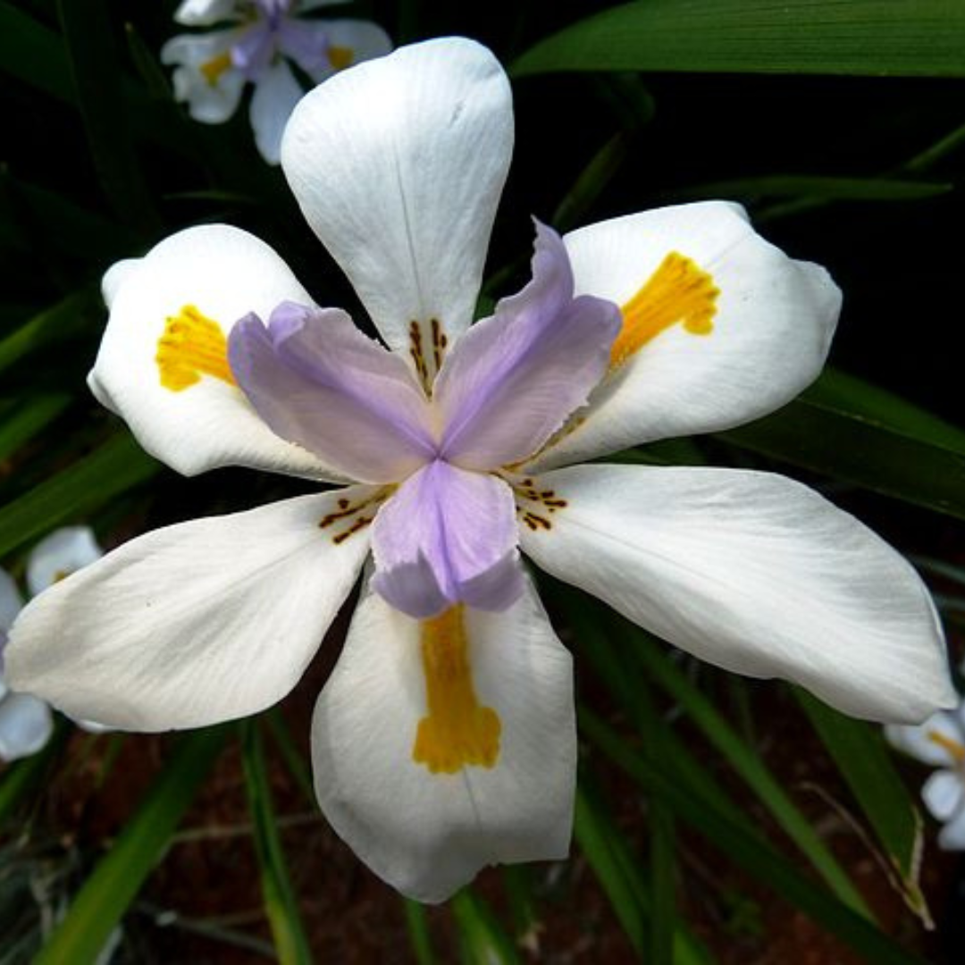 Photo of flower: JMK, CC BY-SA 3.0 <https: creativecommons.org="" licenses="" by-sa="" 3.0="">, via Wikimedia Commons; retrieved 21 May 2024 –10.53am AEST and edited using Canva.&nbsp;</https:>