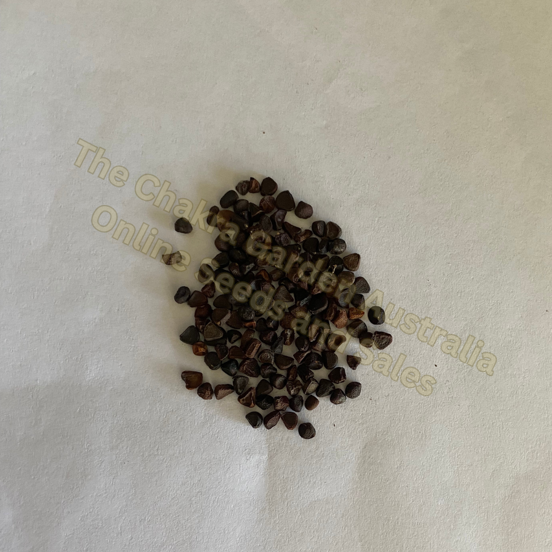 Photo of seeds: - June Parkin; Location: Sydney NSW, Australia; Date: 6OCT2023