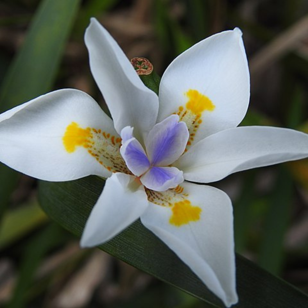 Dietes Iridioides 'Fortnight Lily'-seeds