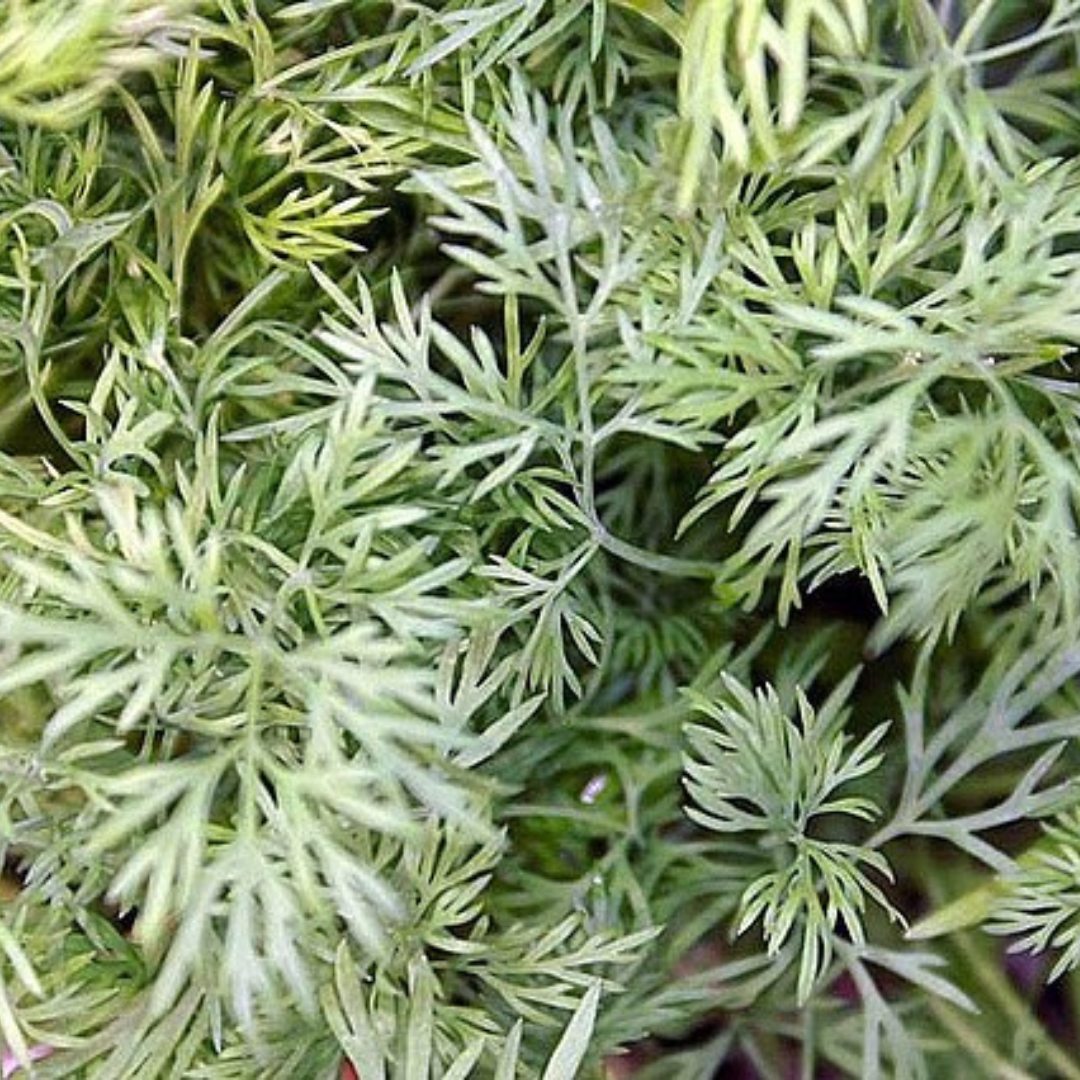 Dill 'Bouquet' - Vegetable - Herbs - 200 Seeds - Solar Plexus Chakra