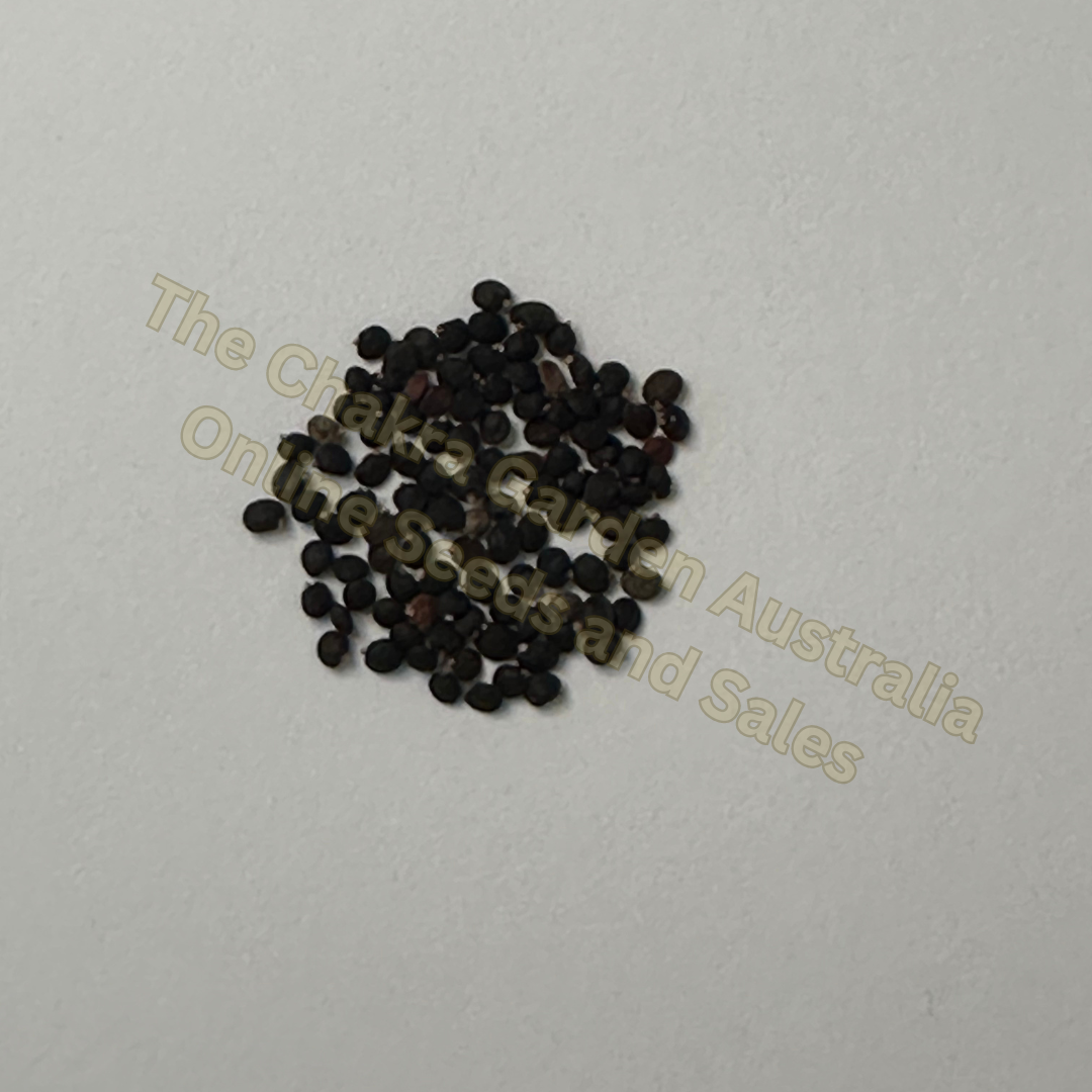 Photo of seeds: - June Parkin; Location: Sydney NSW, Australia; Date: 21MAY2024