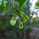 Photo of plant: John Robert McPherson, CC BY-SA 4.0 <https: creativecommons.org="" licenses="" by-sa="" 4.0="">, via Wikimedia Commons; retrieved 21 May 2024 –11.11am AEST and edited using Canva.</https:>