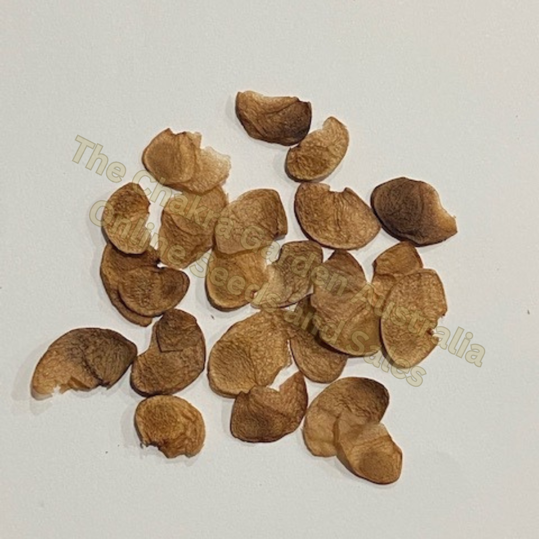 Photo of seeds: - June Parkin; Location: Sydney NSW, Australia; Date: 6OCT2023