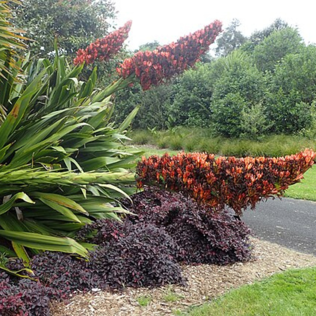 Doryanthes Palmeri 'Giant Spear Lily'-FLOWER-25 seeds