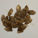 Photo of seeds: - June Parkin; Location: Sydney NSW, Australia; Date: 6OCT2023