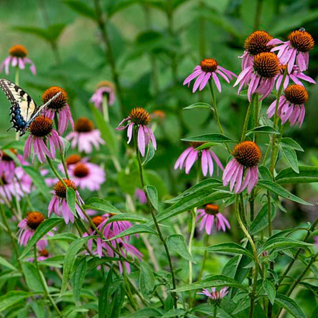 Echinacea Purpurea 'Purple Coneflower'-FLOWER-50 seeds-Ajna Chakra