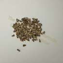 Photo of seeds: - June Parkin; Location: Sydney NSW, Australia; Date: 21MAY2024