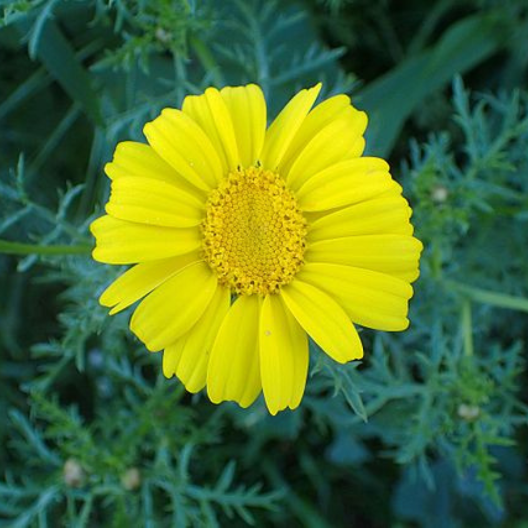 Edible Chrysanthemum ‘Shungiku’ - 100 Seeds - Edible Flower Seeds - Heart Chakra