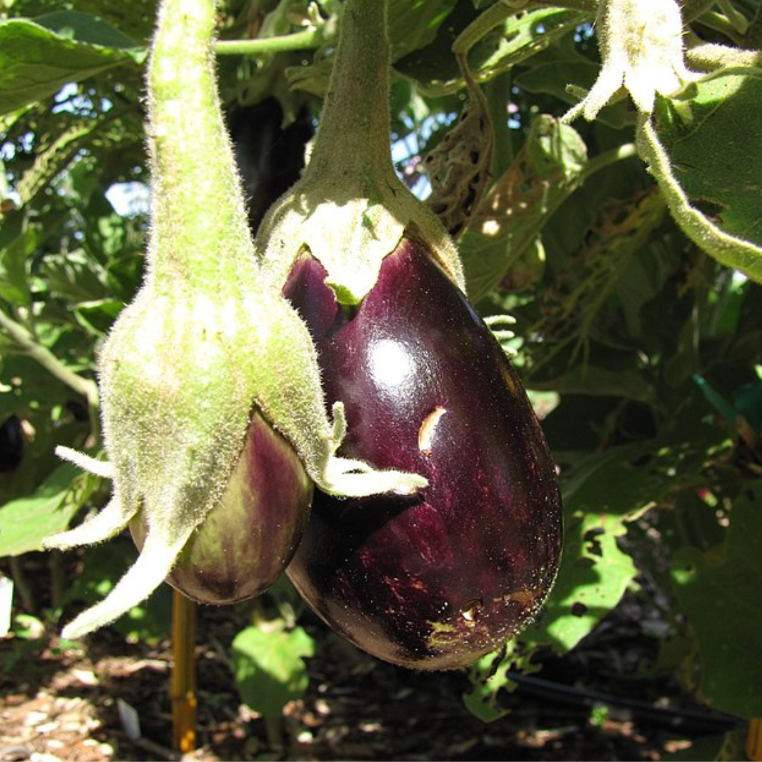 Eggplant ‘Black Beauty’ - Vegetable - 100 Seeds Ajna Chakra