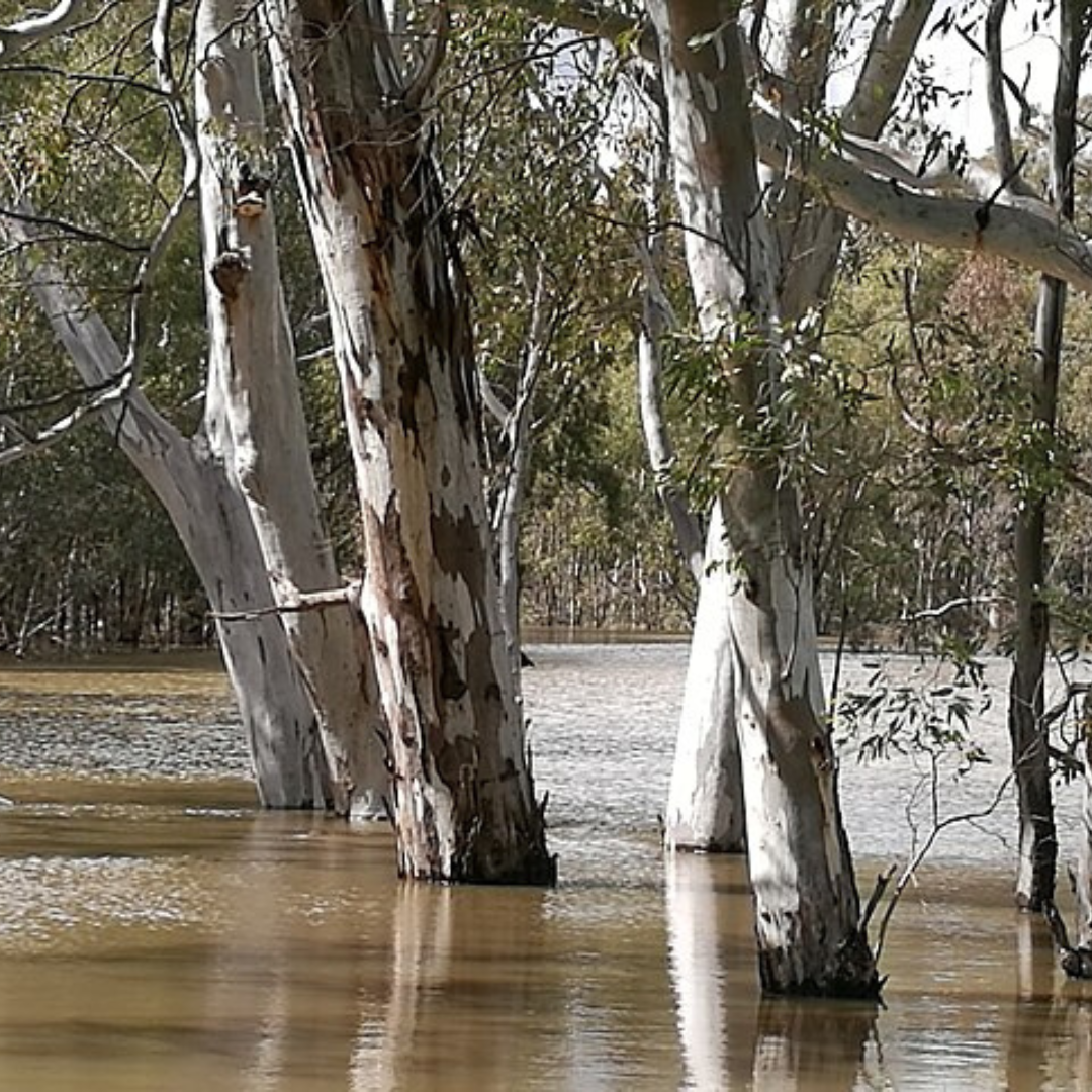 Eucalyptus Camaldulensis "River Red Gum" -TREES-Seeds