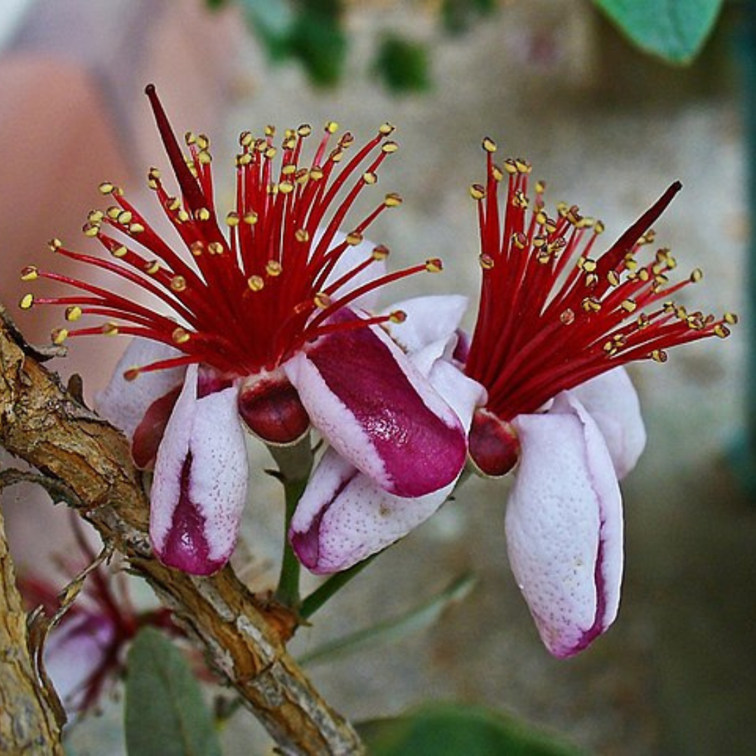 Feijoa Sellowiana (Pineapple Guava)-EDIBLES-25 Seeds