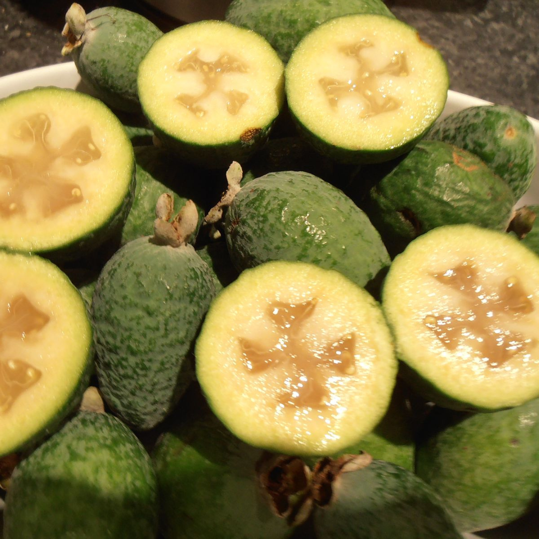 Feijoa Sellowiana (Pineapple Guava)-EDIBLES-25 Seeds