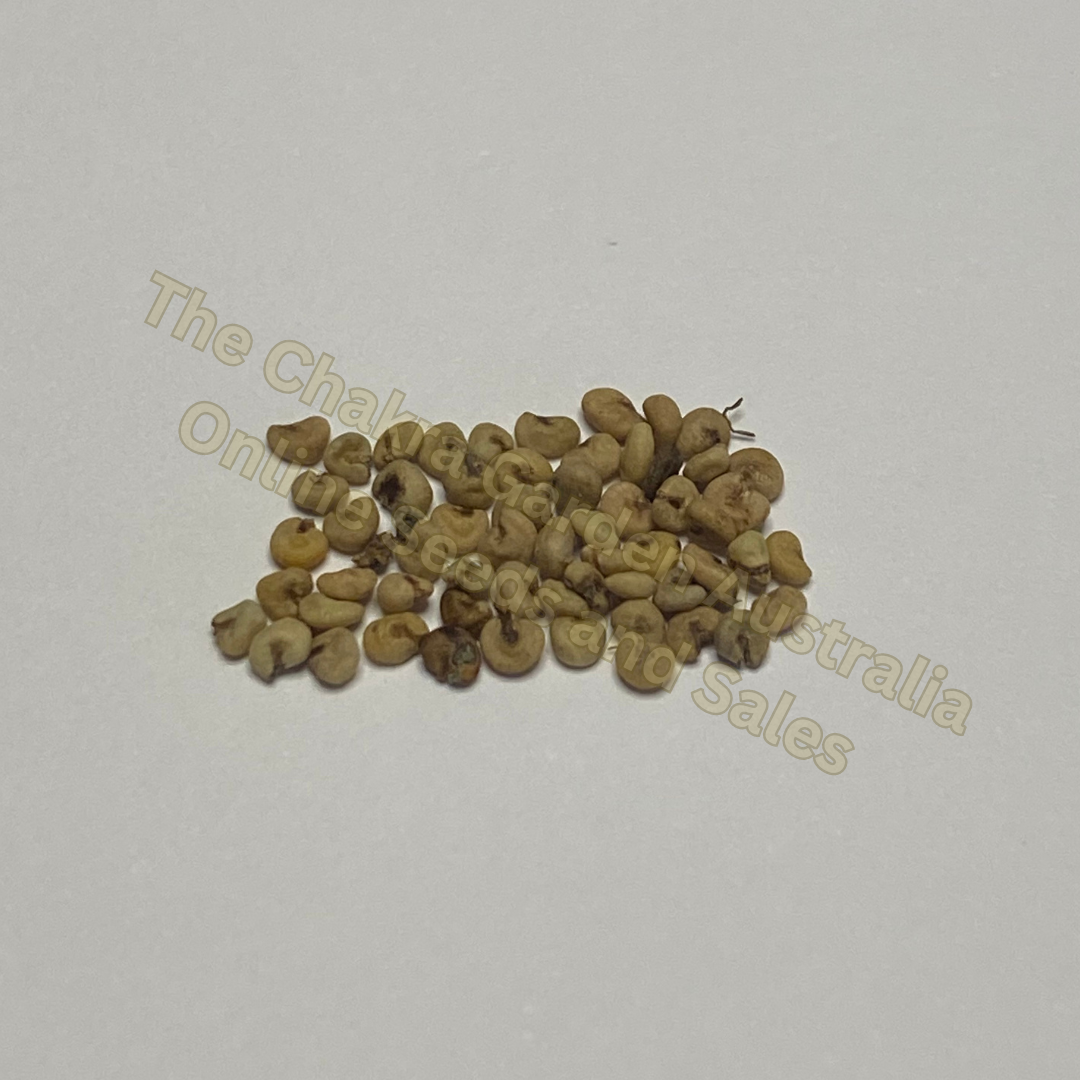 Photo of seeds: - June Parkin; Location: Sydney NSW, Australia; Date: 6OCT2023