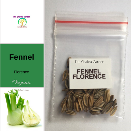 Fennel 'Sweet of Florence' ' Mishreya'-EDIBLES-50 seeds-Heart Chakra The Chakra Garden