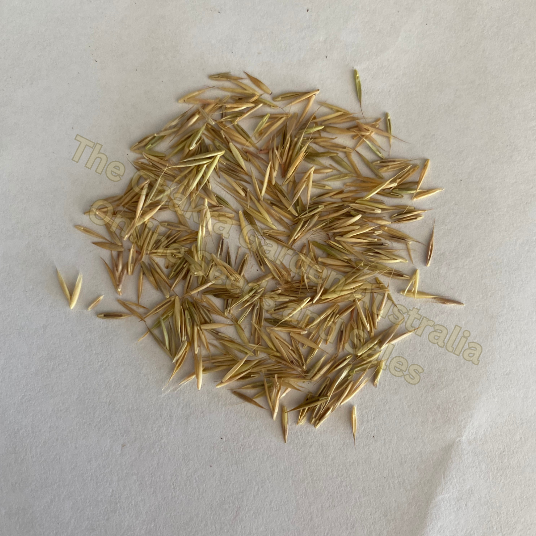 Festuca Glauca 'Blue Fescue'-OTHER-seeds