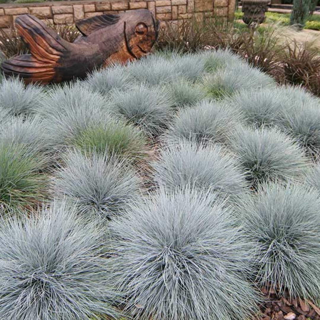 Festuca Glauca 'Blue Fescue'-OTHER-seeds