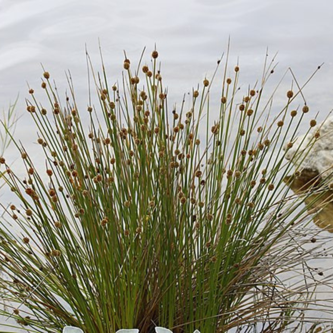 Ficinia Nodosa-''Knobby Club Rush'-Seeds AND Husk