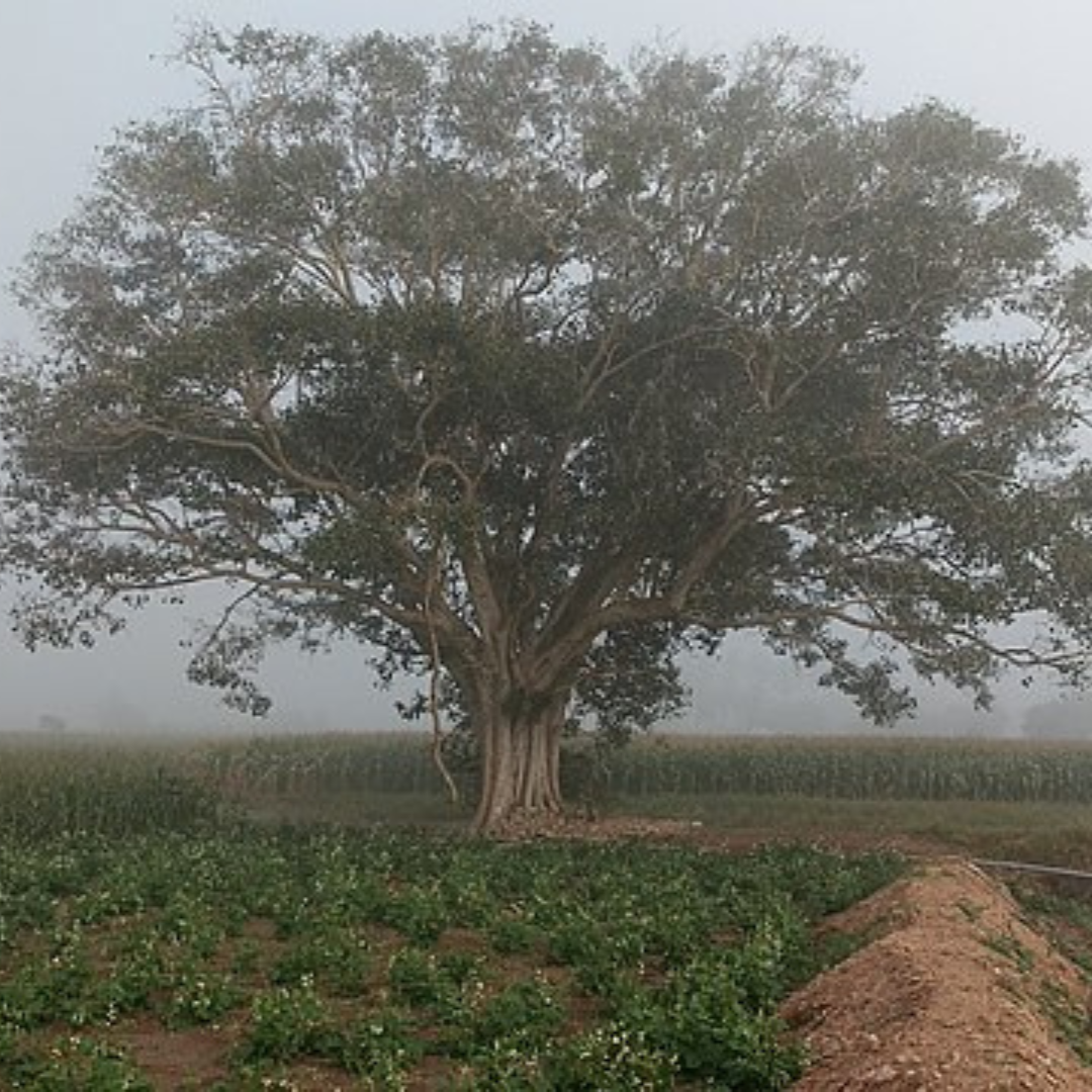 Ficus Religiosa-'Sacred Fig' “Asvattha”-TREE- approx 150 seeds