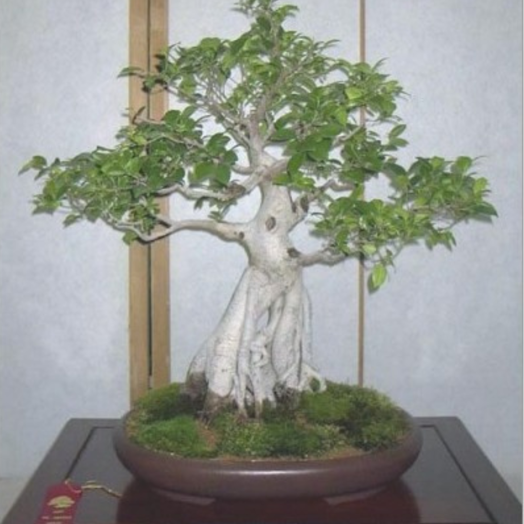 Ficus Religiosa-'Sacred Fig' “Asvattha”-TREE- approx 150 seeds